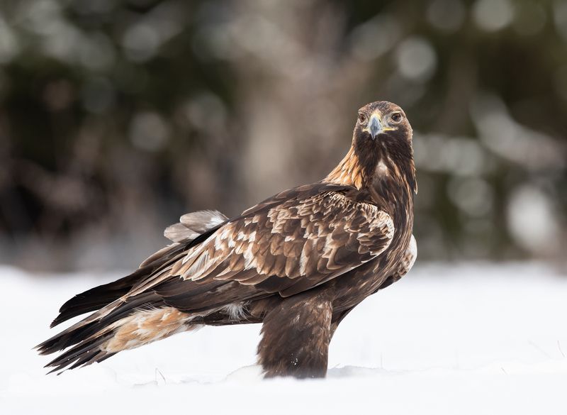 Беркутphoto preview