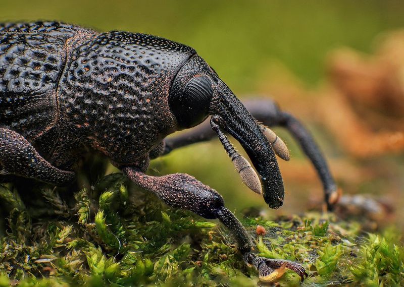 macro, insect, nature, weevil Weevilphoto preview