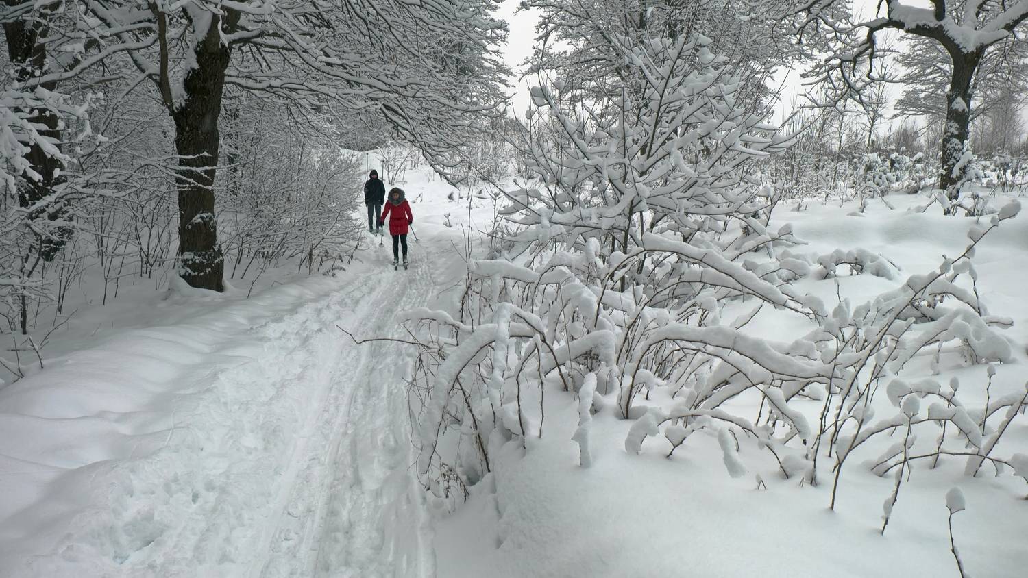 лес, зима, снегопад, лыжники, лучеса, витебск, Виктор Гурков