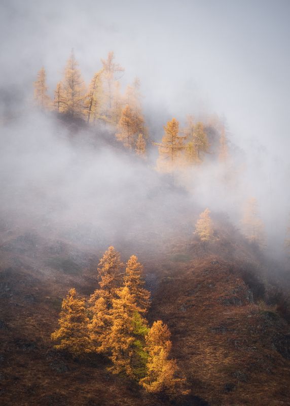 алтай, горный алтай, пейзажи алтая, золотая осень, горы, лиственницы, туман, осенний алтай, горная тайга Золото в туманеphoto preview