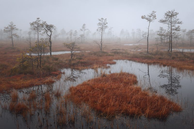 болото, осень, пейзаж атмосфераphoto preview