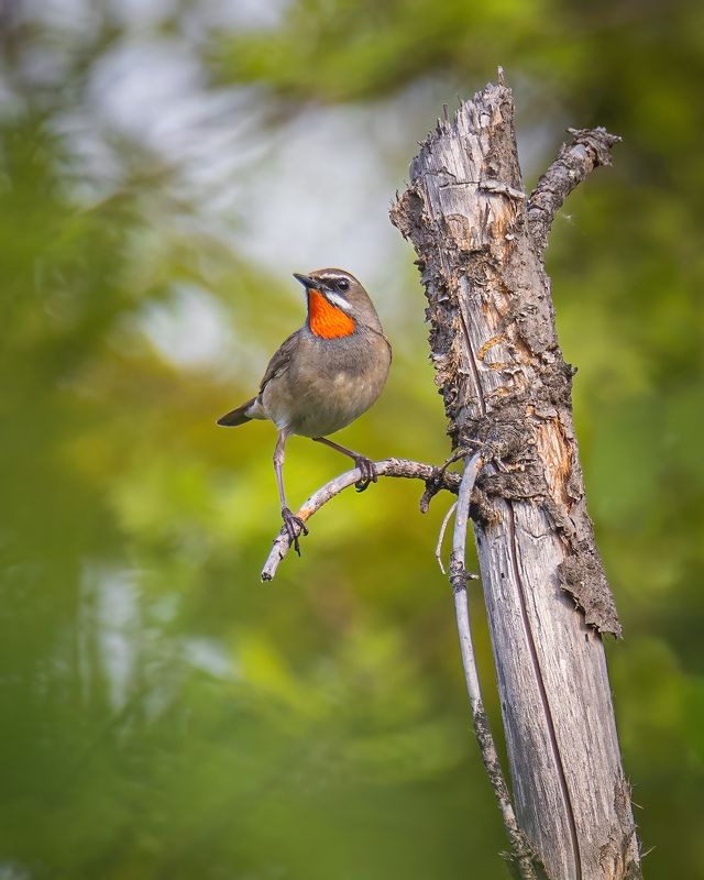 Соловей-красношейкаphoto preview