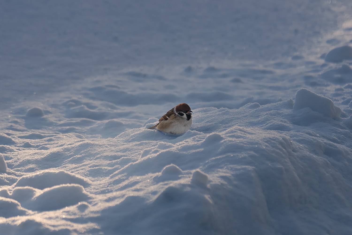 Бёрдвотчинг. Автор: Загруев Михаил , Загруев Михаил