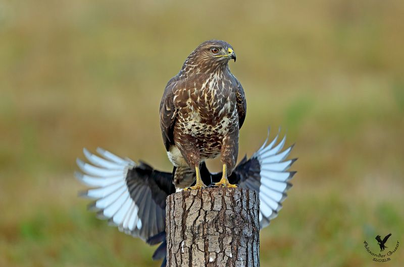 канюк И у хвоста есть крылья. фото превью