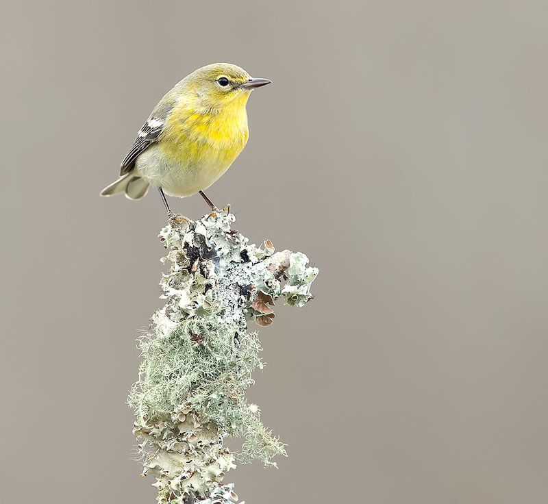 pine warbler,  зима, birds, птицы, warbler Pine Warbler - Сосновый Лесной Певунphoto preview