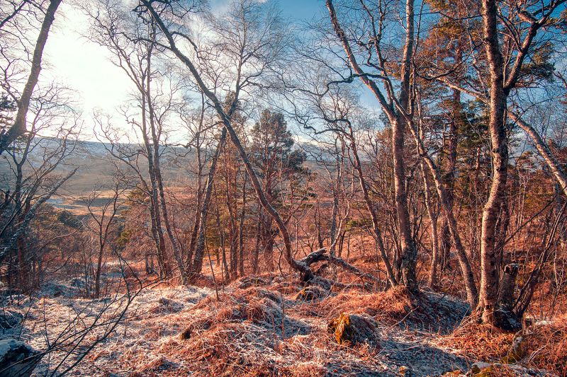 На лесной опушкеphoto preview