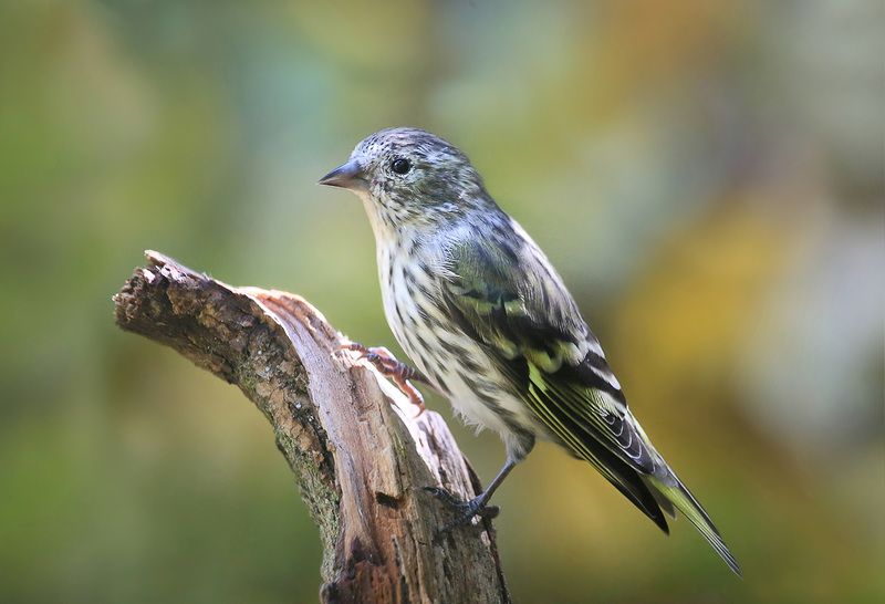 чиж чижикphoto preview