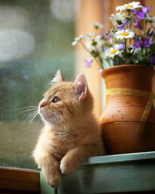 котенок,букет полевых цветов,беларусь, ирина горюкина Мечтательphoto preview