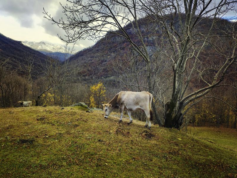 армения, лори на вольном выпасеphoto preview