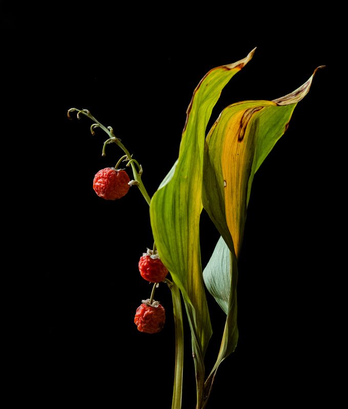 макро, цветы, ландыши Осенние ландышиphoto preview