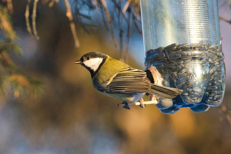 Вечерняя трапезаphoto preview