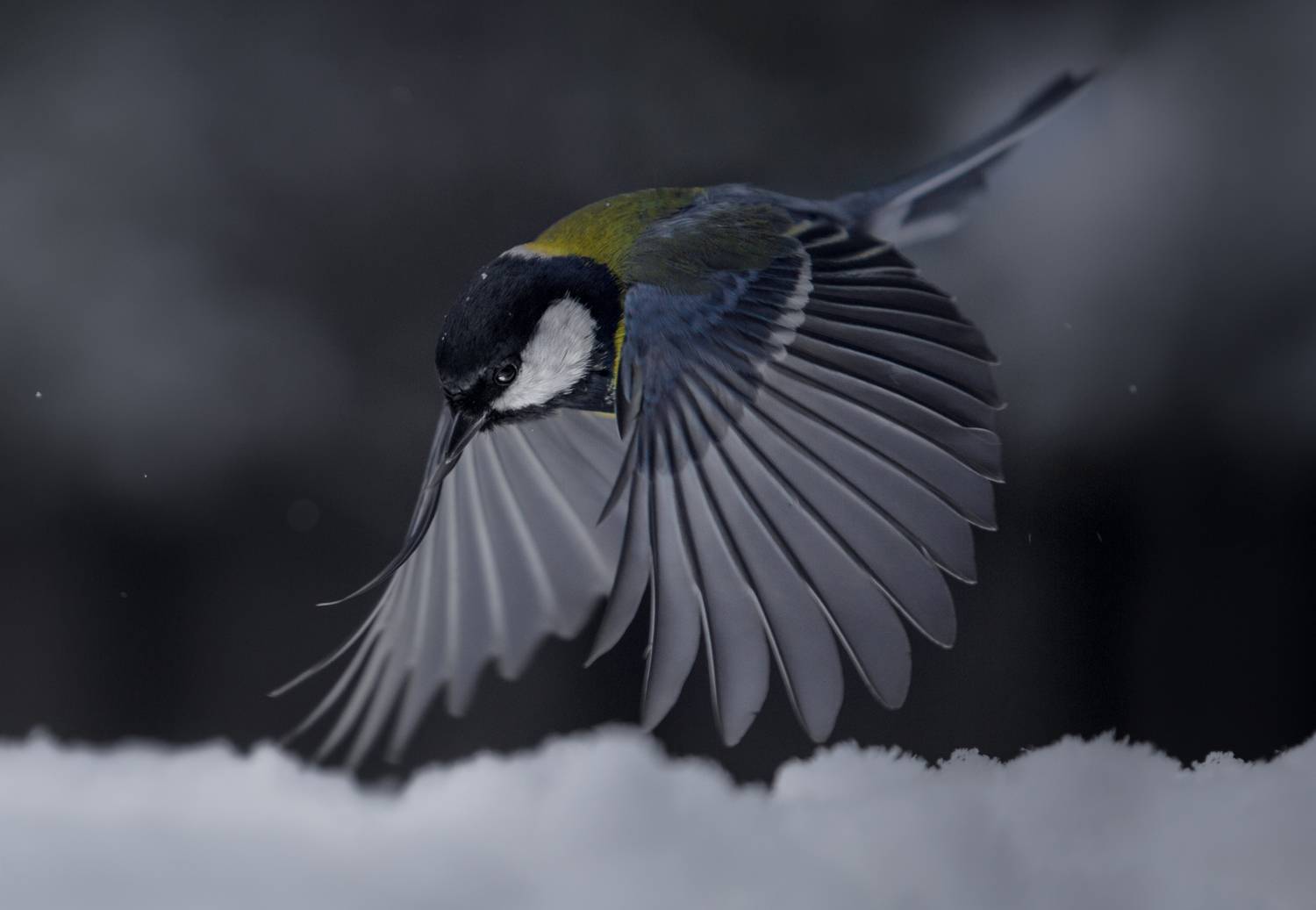 ***. Автор: Баранов Олег лес, свет, утро, природа, синица, птицы, Баранов Олег