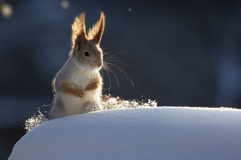 фотоохота, Белочка...photo preview