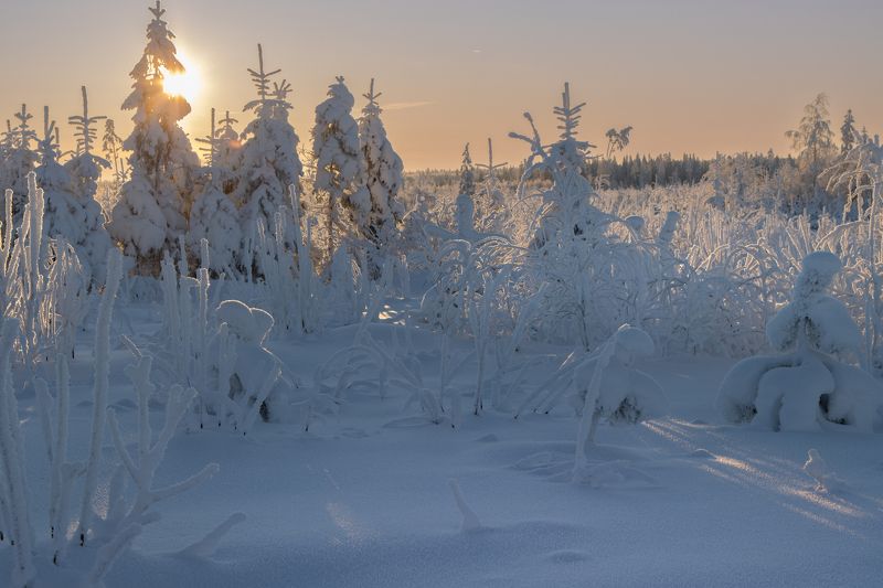 зима, снег, мороз, иней, лес, вечер, закат Невысокое солнышкоphoto preview