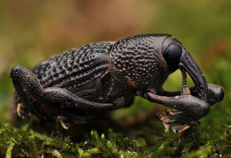 macro, insect, nature, weevil Weevilphoto preview