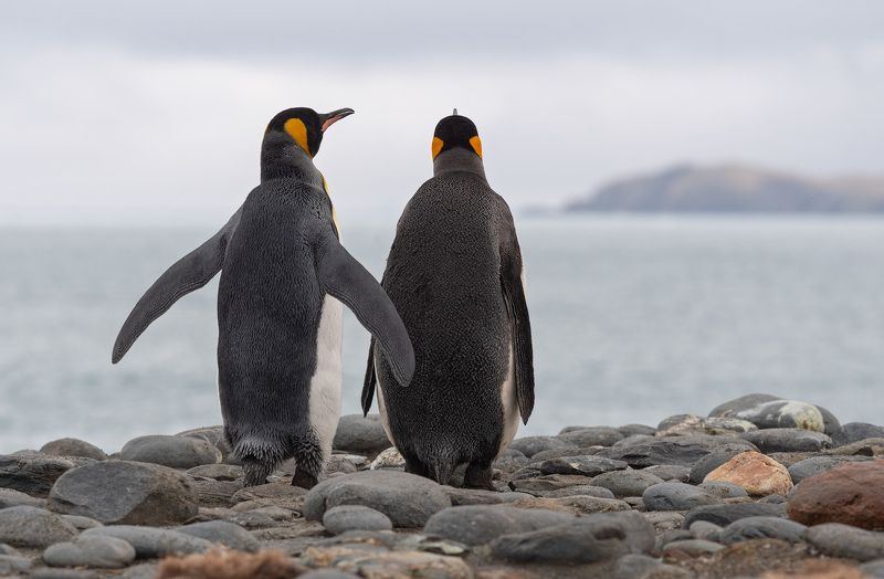 south georgia, king penguins Я покажу тебе весь мир..photo preview