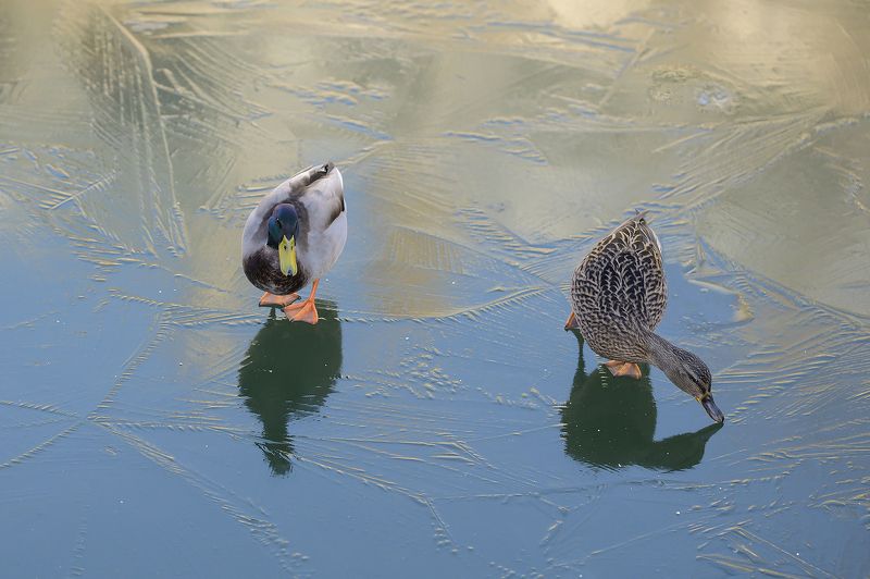 Canal saint Martinphoto preview