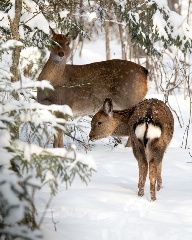Пятнистый олень, Cervus nippon, Январь 2024photo preview