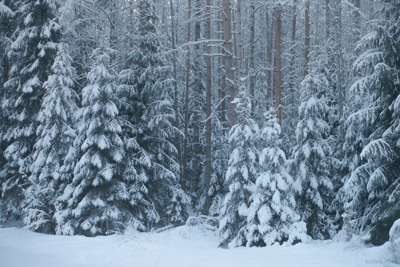 рощинка, линдуловская роща, зима, карельский перешеек, ленинградская область Зимняя Рощинкаphoto preview