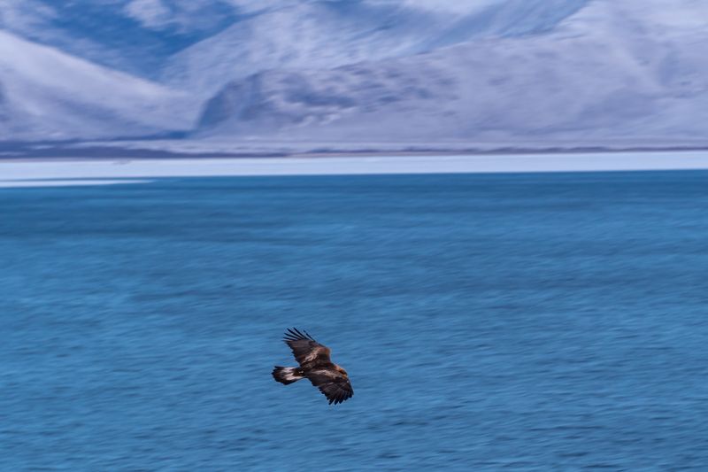 орел, байкал, малое море Орел парит над Малым Моремphoto preview