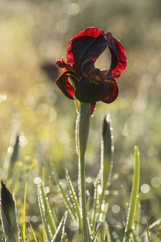 Coastal Iris, Purple Iris, flower,  Iris Atropurpurea фото превью