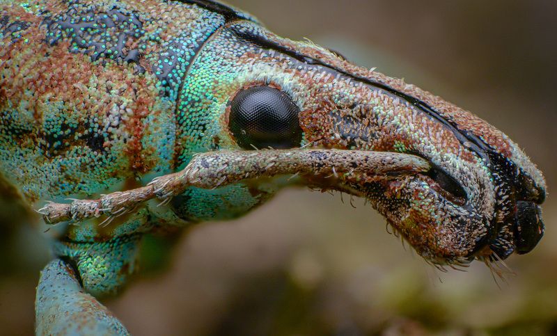 macro, insect, nature, weevil Weevilphoto preview