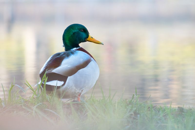 mallard, duck, wild, bird, portrait, nature Mallard (Anas platyrhynchos) - malephoto preview