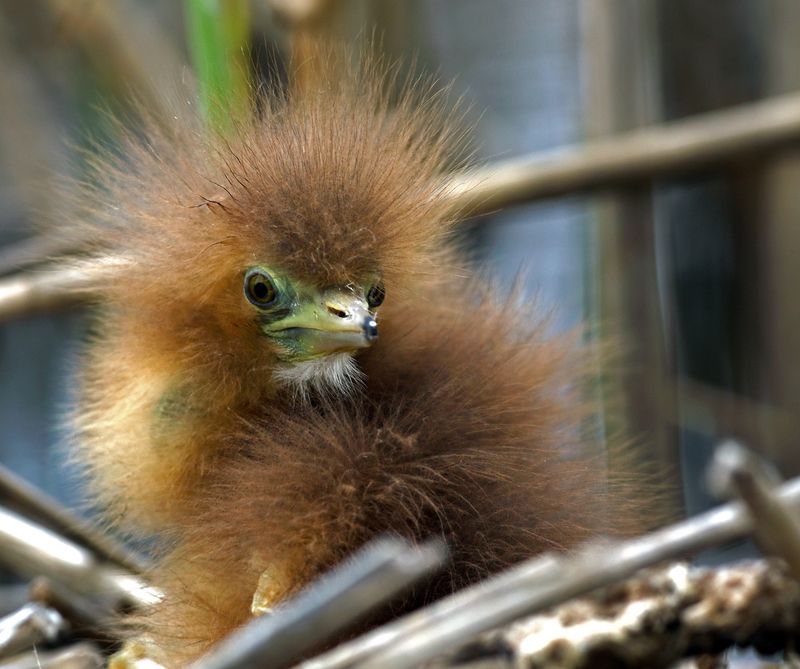 Домовёнокphoto preview