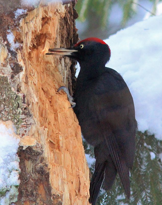 Желнаphoto preview