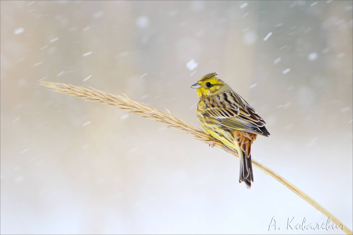 Овсянка в непогоду. Автор: Ковалевич А. , Ковалевич А.