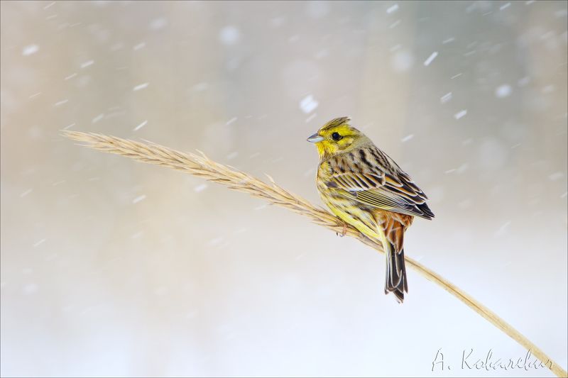 Овсянка в непогоду фото превью