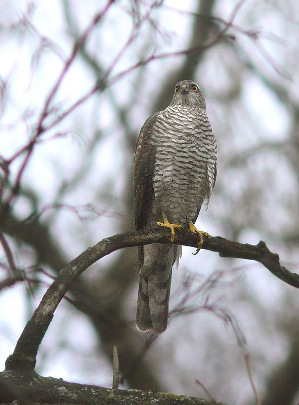 Перепелятникphoto preview
