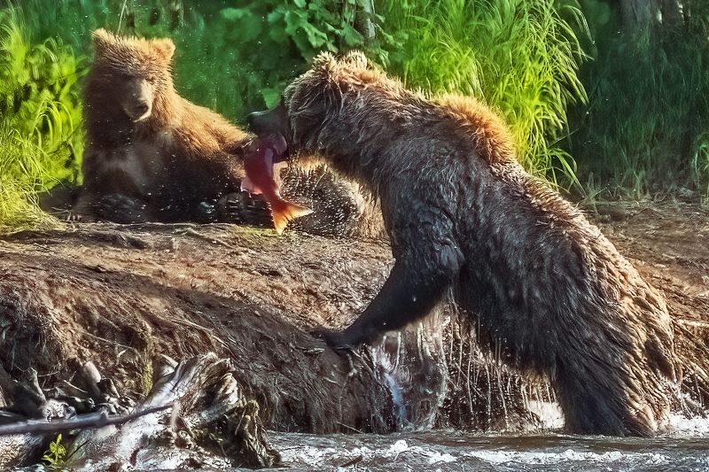 #медведи, #камчатка Пора обедатьphoto preview