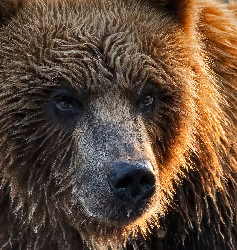 медведи, камчатка Портретphoto preview