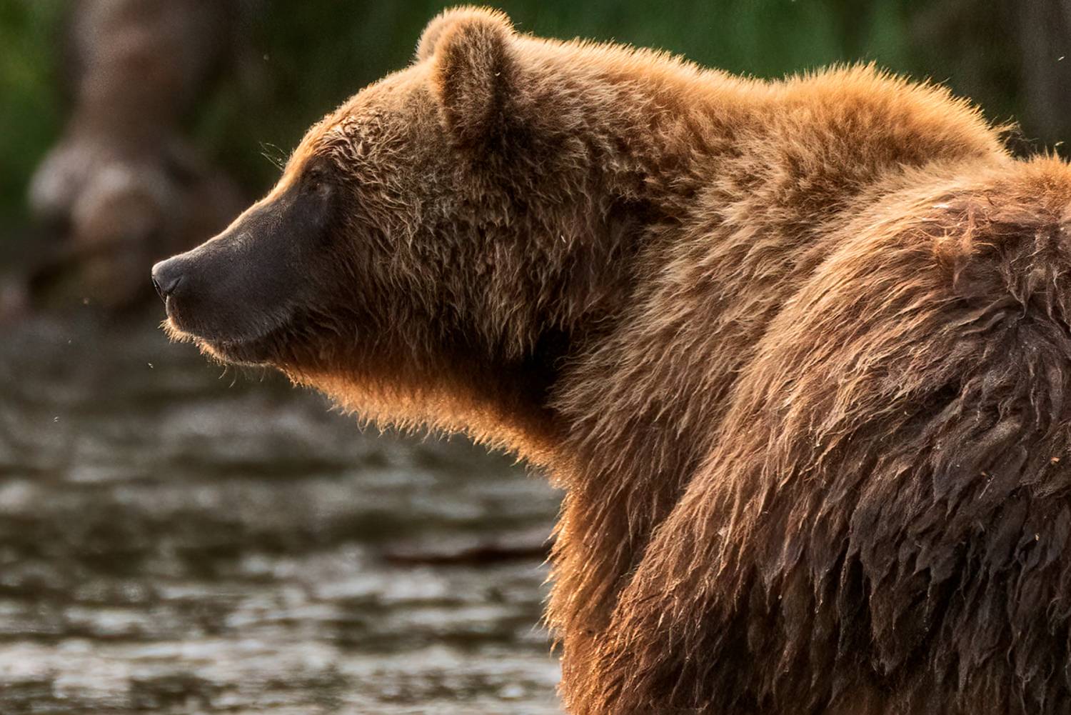 медведи, камчатка, Гордонов Юрий