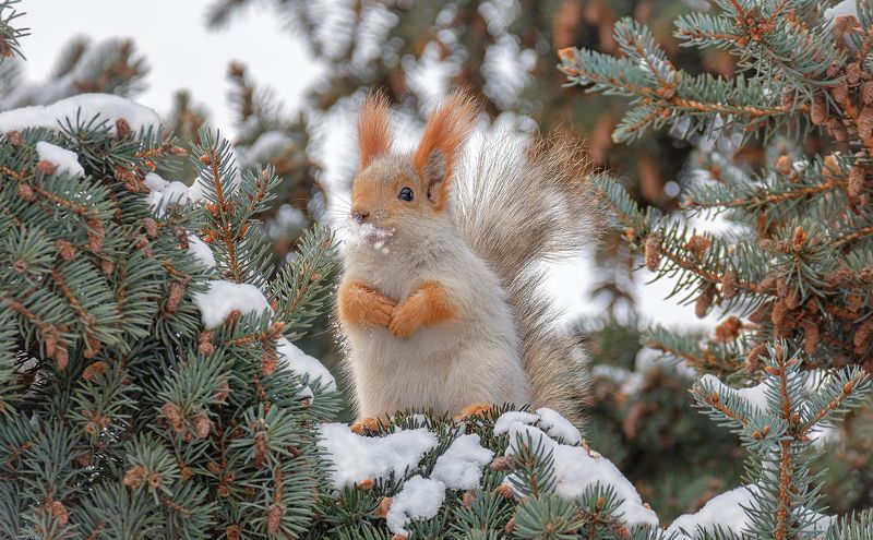 белка, лес, Белки!photo preview
