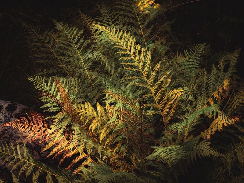 лес, папоротник, интимный пейзаж Богатство лесного кружеваphoto preview