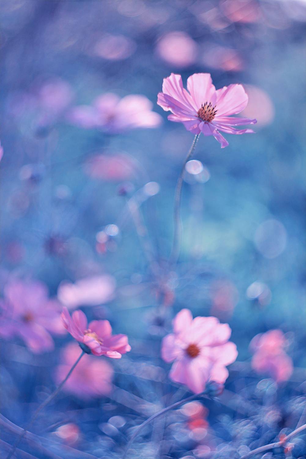 Цветочный аромат. Автор: Sokolova Tatiana макро, природа, боке, цветы, космея, ромашка, macro, nature, flowers, Sokolova Tatiana