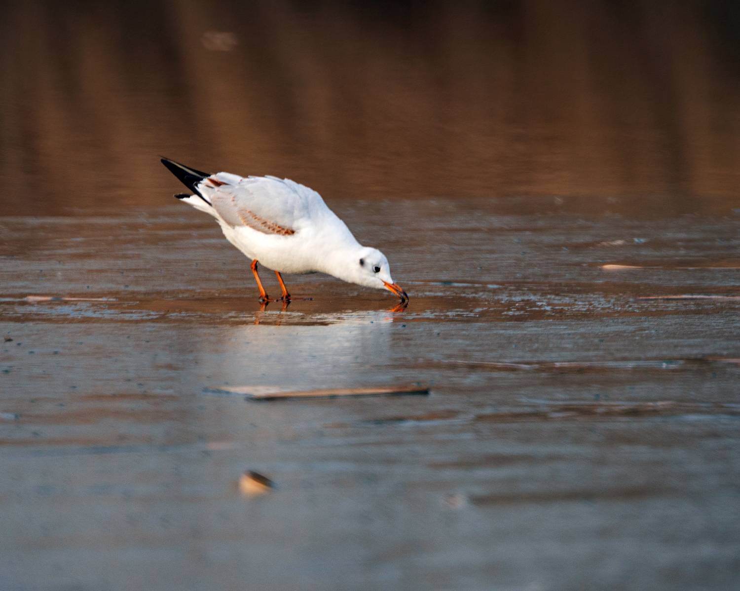 , Алексей Рыльский