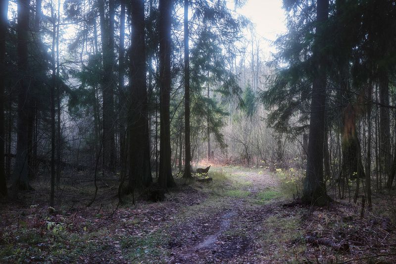 лес, деревья, листва, осень В осеннем лесуphoto preview