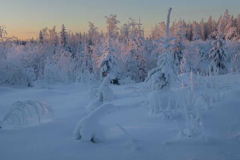 зима снег сугроб иней лес поле ёлка Засыпающий деньphoto preview