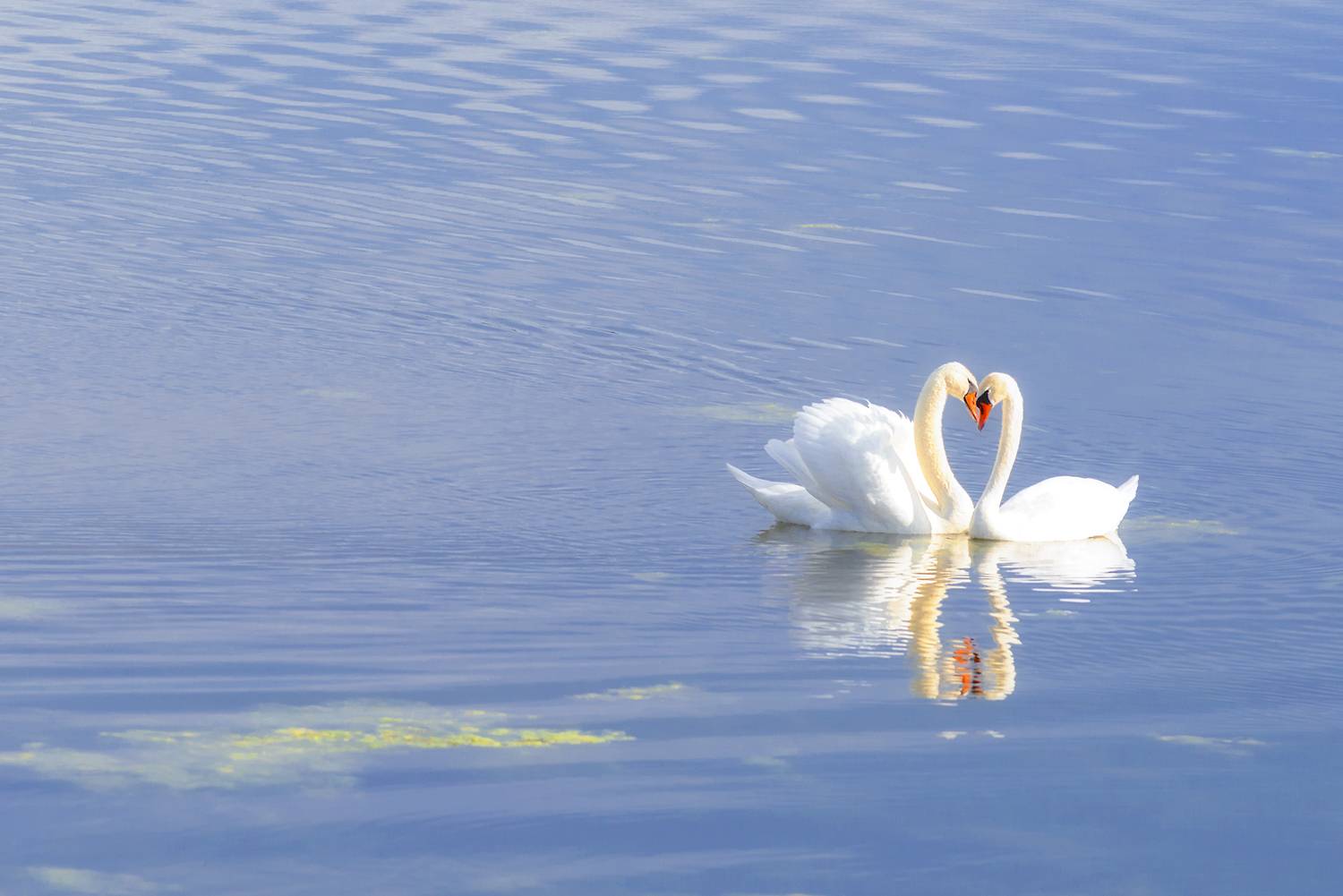 Без названия.... Автор: Владислав Никишин озеро лебеди, Владислав Никишин