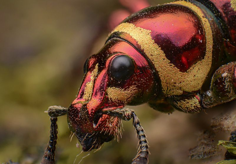 macro, insect, nature, weevil Weevilphoto preview