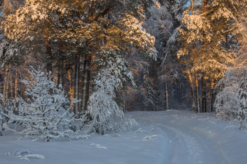 январь утро лес серково В утренних лучах.photo preview
