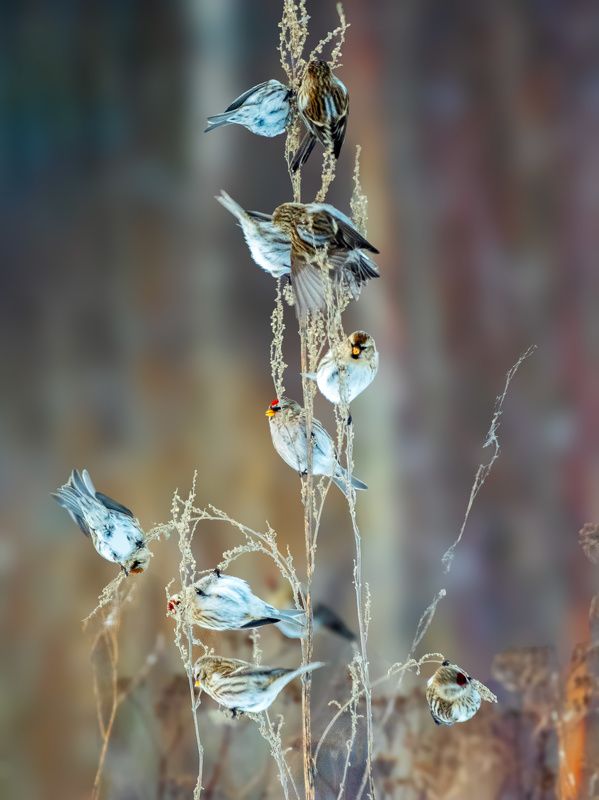 Чудо-дерево. Чечеткиphoto preview