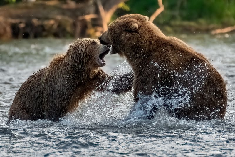 медведи, Камчатка Уйди, противный!photo preview
