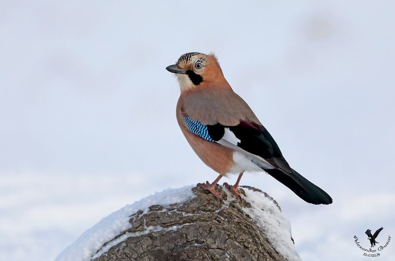 сойка Сойкаphoto preview