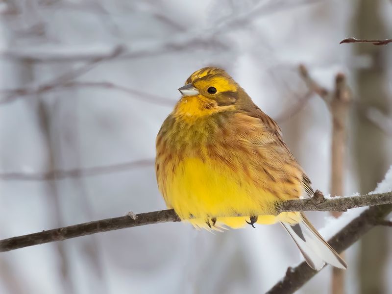 Овсянка, сэр!photo preview