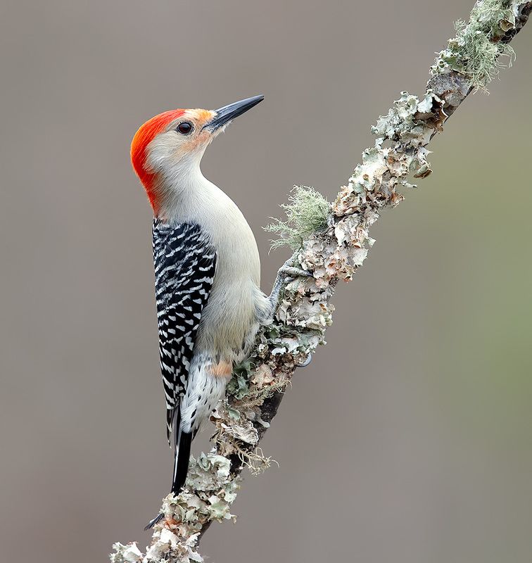 дятел, каролинский меланерпес, red-bellied woodpecker, woodpecker, зима Red-bellied Woodpecker, male -  Каролинский меланерпес фото превью