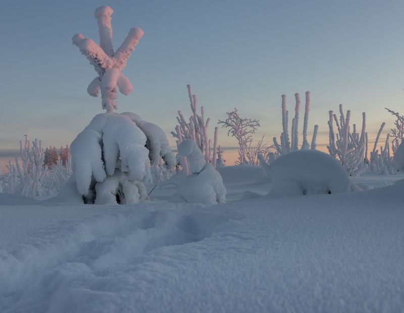 снег, иней, зима, мороз, сугроб, ёлка, закат, вечер Дальше ходу нет!photo preview